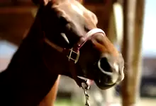 KI gestützte Webstream Plattform